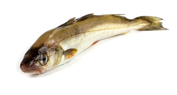 Fresh Pollock from Iceland supplied by G.RUN - European Pollock (=Pollachius pollachius) Frozen Pollack