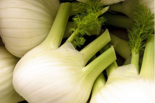 Fennel from 스페인 supplied by Agromark - Fresh (=Chilled) 펜넬