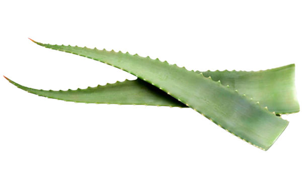 Aloe Arborescens from 스페인 supplied by Las Coronas Aloe Vera - Leaf 알로에베라