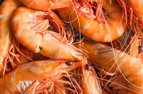 Spencer Gulf King Prawns from Australia supplied by Dinko Tuna Farmers - U10 Frozen Common Shrimp & Prawn