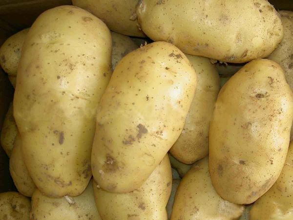 Fresh Potato from 파키스탄 supplied by LAJPAL ENTERPRISES - Astrex 신선 일반 감자