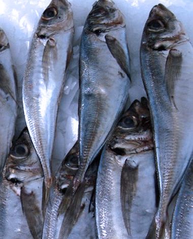 Mackerel from 나미비아 supplied by Scombrus Fishing Pty Ltd - Whole (=In The Round) 냉동 고등어