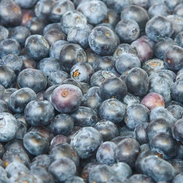 Blueberry from Spain supplied by El Pilonar SCA - Highbush - Ventura Fresh Blueberry