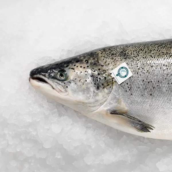 Salmon from United Kingdom supplied by The Scottish Salmon Company - Sliced Salmon
