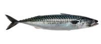 frozen mackerel from 노르웨이 supplied by Nils Sperre AS - Frozen 냉동 고등어