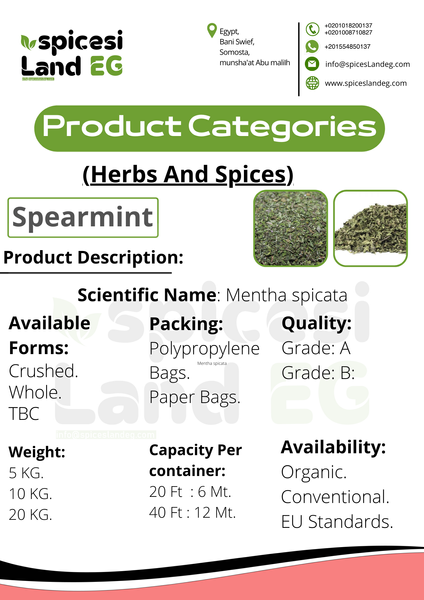 mint from 이집트 supplied by spices land egypt - 건조 박하