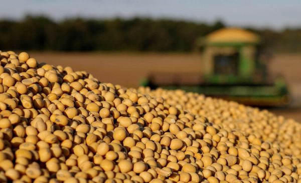 Soy Beans from 브라질 supplied by Agropecuaria Locks Ltda. - Raw (=Natural) 대두