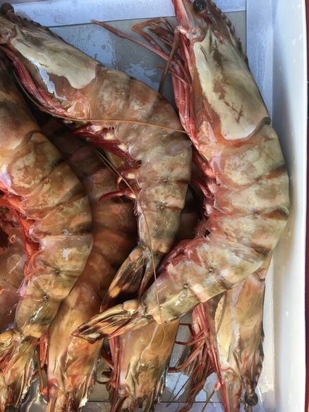 Shrimp from 미국 supplied by Foodstream Corporation - Frozen - IQF 신선 새우