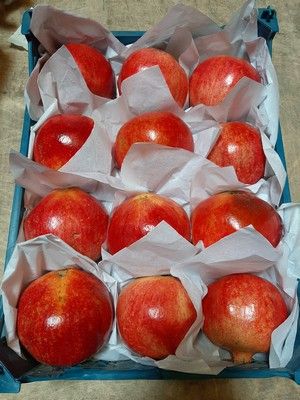 Pomegranate from 이집트 supplied by Creatick Pro LTD - Wonderful (=Qirmizi Qabiq Veles) 신선 석류