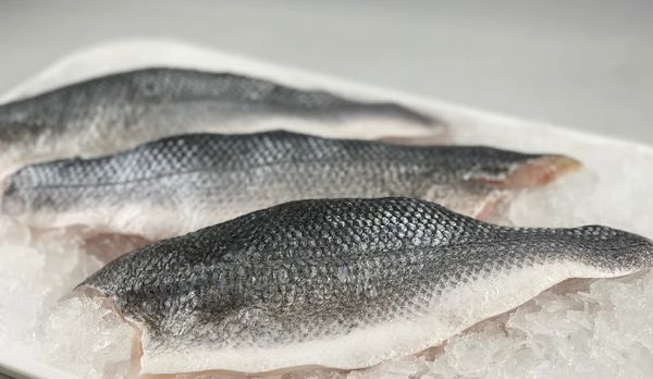 Fresh Seabass from 대만 supplied by Tianshifu Fishery Co.,Ltd. - Asian Seabass (=Lates Calcarifer=Barramundi) 냉동 농어