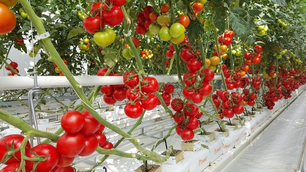 Tomato from Turkiye supplied by Birlik Ziraat - Plum Varieties (=Allongées) Fresh Tomato