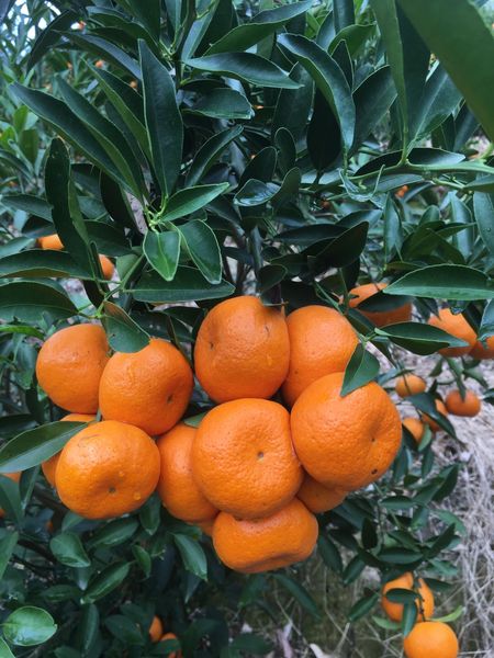 Fresh Orange from China supplied by Guangdong SpriFresh Fruit Co., Ltd. - Orange Fresh Orange
