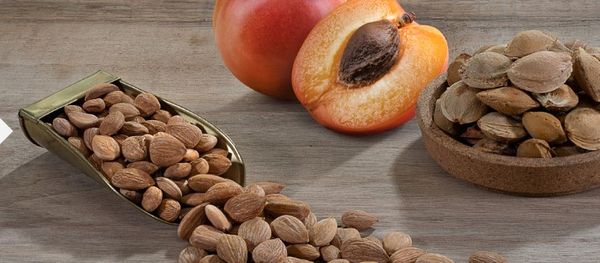 Apricot kernel from Afghanistan supplied by Wais Sodais Ltd. - Kernel (Nut) Fresh Apricot