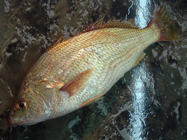 White Croaker (Umbrina Canosai) from 아르헨티나 supplied by Coomarpes LTDA - With Bone 냉동 화이트피쉬