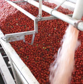 Tomato Paste from United States supplied by J. G. Boswell Tomato Company, LLC - Paste Tomato Paste and Puree
