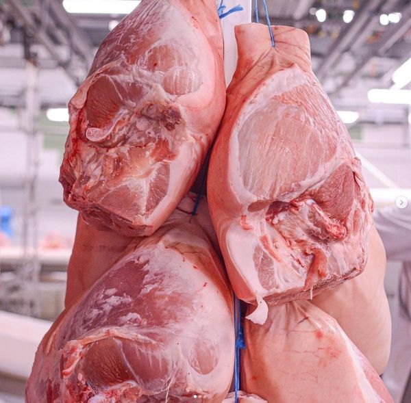 Fresh Pork from 벨기에 supplied by Belgian Pork Group - Carcass 신선 돼지고기 햄 및 목살