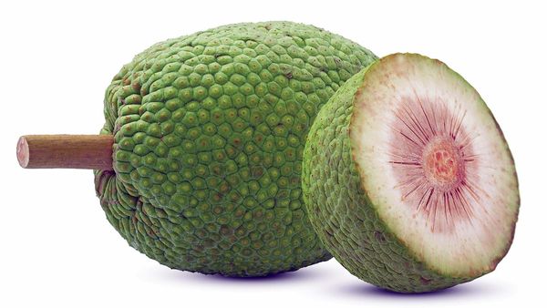 Breadfruit from Fiji supplied by Food Processor Limited Fiji - Vacuum Packed (=VAC) Breadfruit