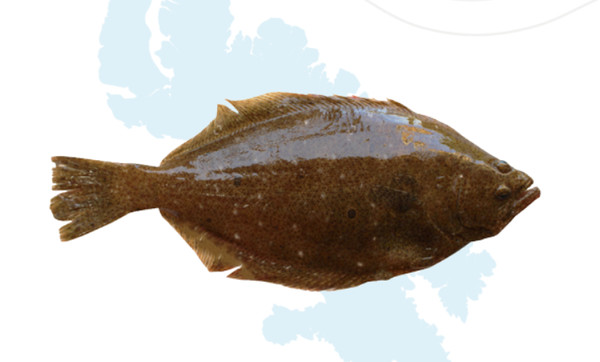 Greenland Halibut from 캐나다 supplied by Niqitaq Fisheries Ltd. - Greenland Halibut (=Reinhardtius hippoglossoides =Greenland Turbot =Black Halibut =Blue Halibut =Lesser Halibut) 냉동 준치