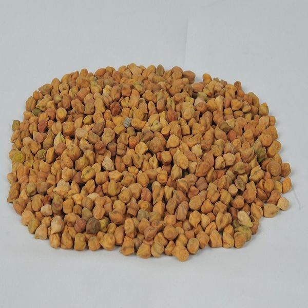 chickpea from 에티오피아 supplied by Gagarii Trading PLC - 75~80p. Oz. (=7~8 mm) 말린 병아리콩