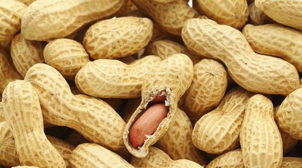 Indian Peanuts from 인도 supplied by Agrocrops Exim Limited - In-shell 땅콩 알맹이