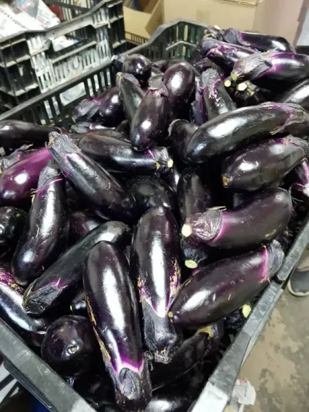 Eggplant long from 말레이시아 supplied by FK SUPPLY - Purple (=Violet) 가지