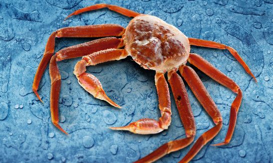 Snow Crab from 노르웨이 supplied by ROYAL GREENLAND NORWAY AS - Cooked 냉동 게