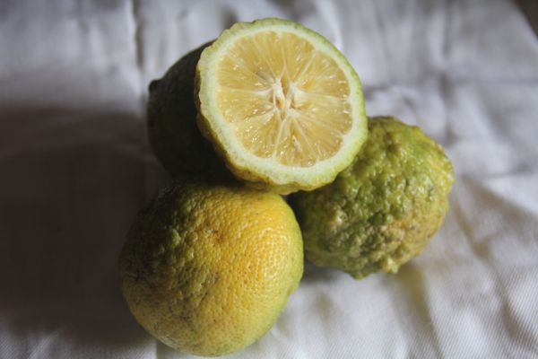 Lemon from Cameroon supplied by BIONATURA - Yellow Fresh Lemon