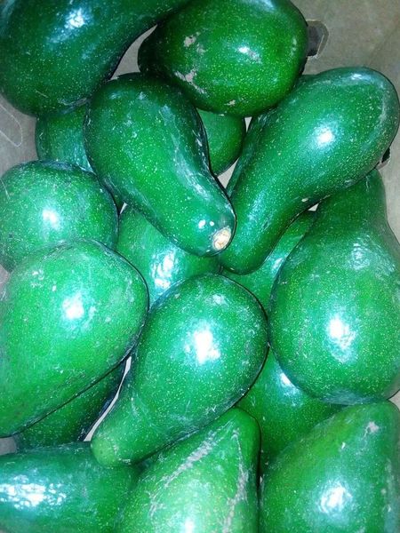 Avocado from 우간다 supplied by ULTIMATE FOODS UGANDA - 신선 아보카도