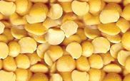 Yellow Pea from 스리랑카 supplied by Lanka Agro Processing (Pvt) Ltd - 노란 완두 말린 일반 콩