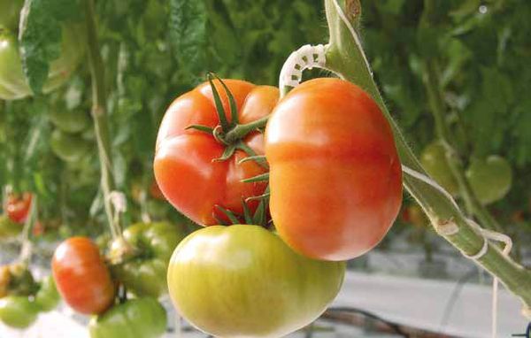 Fresh Tomato from Belgium supplied by Demargro bvba - Other - Kumato (=Black Tomato) Fresh Tomato
