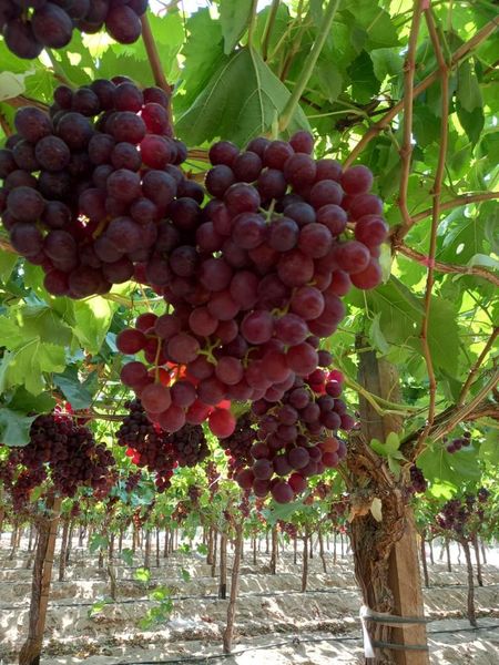 grape 🍇 from 이집트 supplied by gaara group - Greenhouse 신선 포도