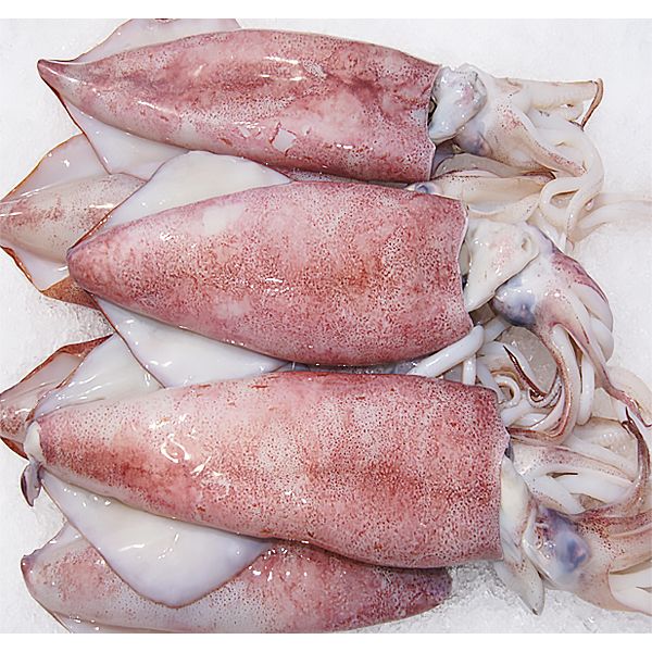 Frozen Squid from 대만 supplied by U Hung Trading Co.,Ltd. - Whole 냉동 오징어