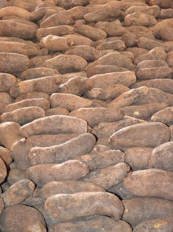 Yam from Nigeria supplied by Raad Agro Links Nig Ltd. - White Yam (=Dioscorea rotundata=Guinea Yam) Yam