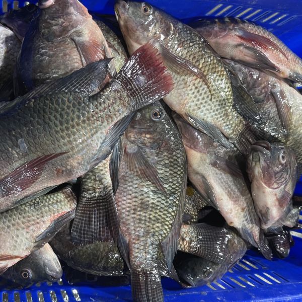 Frozen Tilapia from Vietnam supplied by KIM PHAT SEAFOOD IMPORT EXPORT CO., LTD - 800-900 g Frozen Tilapia