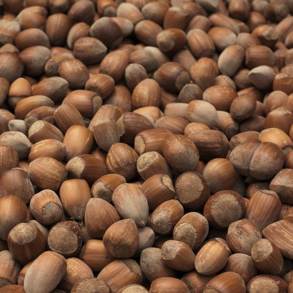 Raw Hazelnut from 폴란드 supplied by THE ROASTING COMPANY LTD - Shelled (=Kernel) 헤이즐넛 알맹이