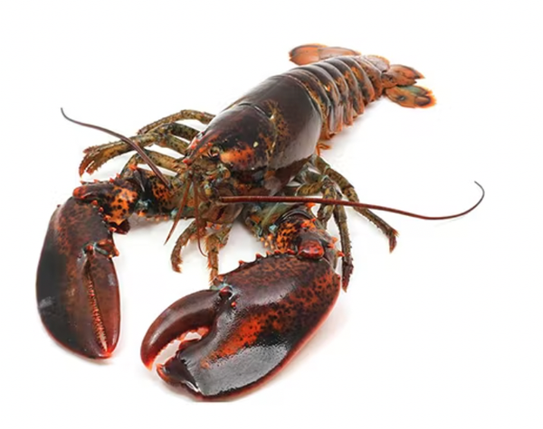 Live Lobster from 캐나다 supplied by Cameron Seafoods Company - Whole 신선 랍스터