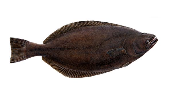 Gray Flounder from 아이슬란드 supplied by Fiskkaup Ltd - Fresh (=Chilled=Raw) 냉동 도다리