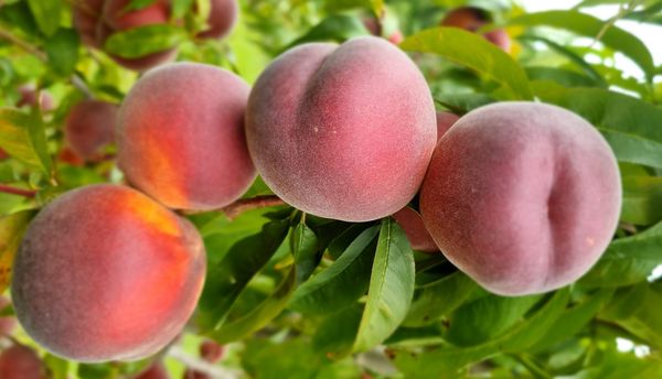Peach from 뉴질랜드 supplied by H & J Roberts Limited - Yellow Flesh 신선 복숭아