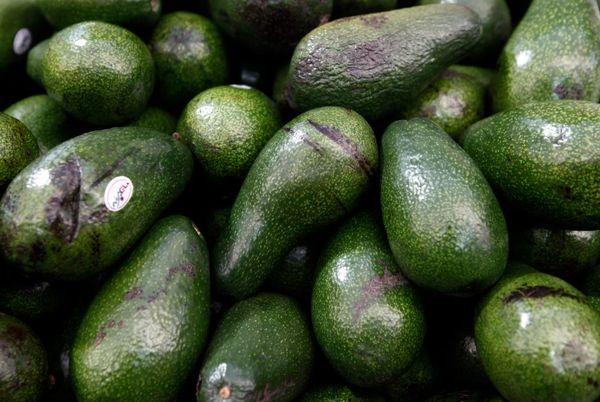 Fresh Avocado from 이스라엘 supplied by R.A.N. Fresh Produce Ltd. - Fresh (=Chilled) 신선 아보카도