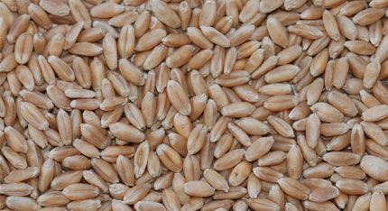 Winter Wheat from 슬로바키아 supplied by Hlohovec - Whole 소맥