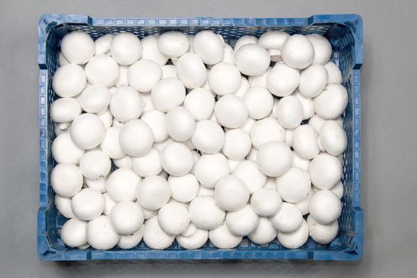fresh white mushrooms from Poland supplied by GRZYBMAR Sp. z o.o. - White Fresh White Mushroom