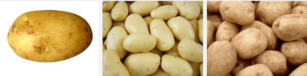 Potato from 인도 supplied by Sunrise International - With Skin 신선 일반 감자