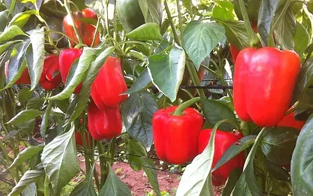 Bell Pepper from Israel supplied by Cherriessa - The Saada Farm - Green Fresh Bell Pepper