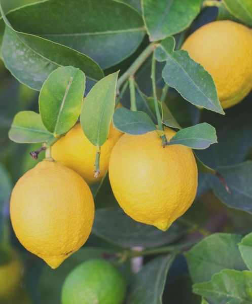 Lemon from 남아프리카공화국 supplied by Lucerne Fresh - Seeded 신선 레몬