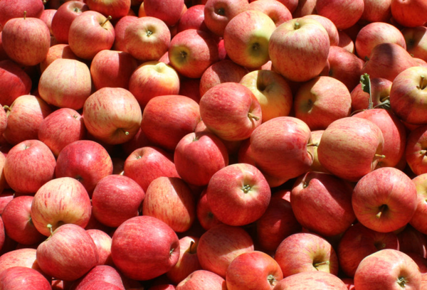 Pink Lady Apple from 칠레 supplied by Exportadora San Esteban S.A. - Cripps Pink (=Pink Lady) 신선 사과