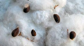 Cotton Seed from Brazil supplied by SoyBrasil - Conventional Cotton Seed