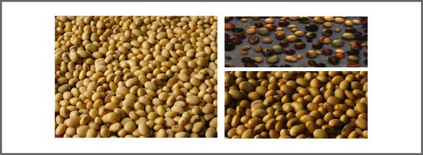 Soybean from 싱가포르 supplied by Centuria International - Fresh (=Chilled) 대두