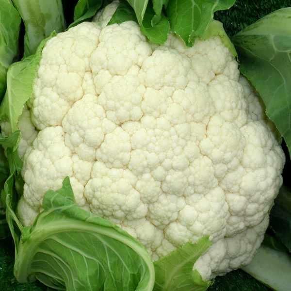 Fresh Organic Cauliflower from 프랑스 supplied by FERME RIEDOASIS - White 신선 콜리플라워