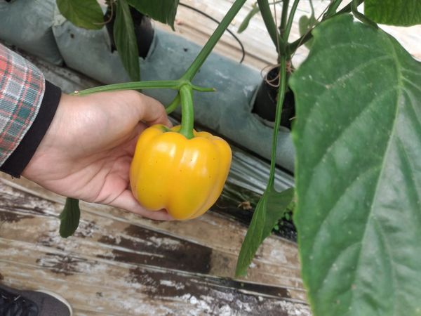 Fresh Paprika / Bellpepper Yellow from Indonesia supplied by PT DMC Indonesia Food - Yellow Fresh Bell Pepper