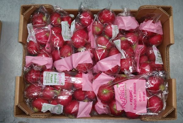 Fresh Radishes from Israel supplied by Kibbutz Alumim - Whole Radish